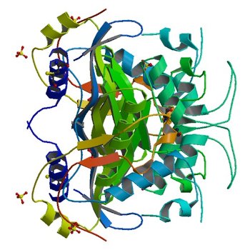 STRUCTURE OF THYMIDYLATE SYNTHASE SUGGESTS ADVANTAGES OF CHEMOTHERAPY WITH NONCOMPETITIVE INHIBITORS (1HW4)