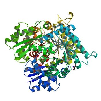 Crystal Structure of Human Neuron Specific Enolase at 1.8 angstrom (1TE6)