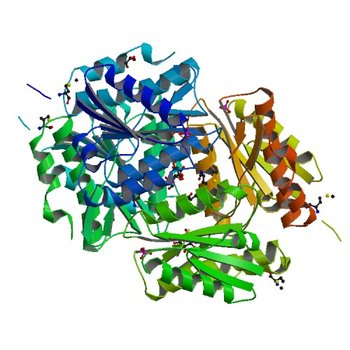 Structure of a flavodoxin from Aquifex aeolicus (2ARK)