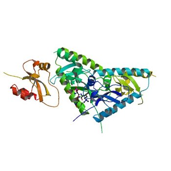 Tandem chromodomains of human CHD1 complexed with Histone H3 Tail containing trimethyllysine 4 and phosphothreonine 3 (2B2T)