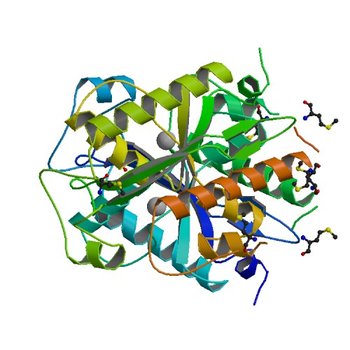 2.1 A crystal structure of Pseudomonas aeruginosa rnase T (Ribonuclease T) (2F96)