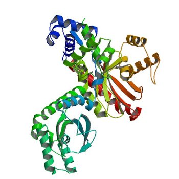 The crystal structure of a putative transcriptional regulator RHA06195 from Rhodococcus sp. RHA1 (2IA2)