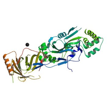 Human Complement Membrane Attack Proteins Share a Common Fold with Bacterial Cytolysins (2RD7)