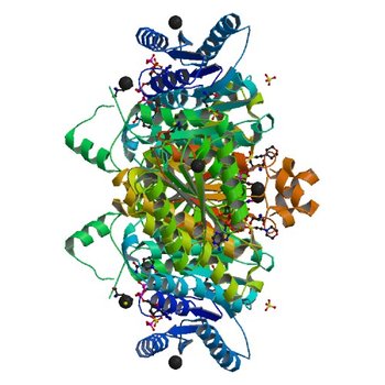 Crystal structure of a putative 3-oxoacyl-(acyl carrier protein) reductase from Bacillus anthracis at 1.87 A resolution (3ICC)