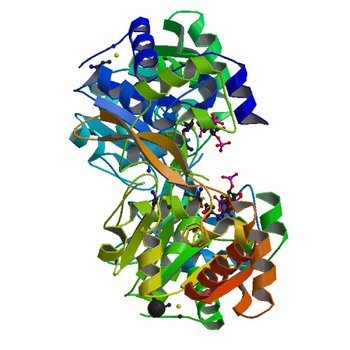 Crystal structure of BA2930 mutant (H183G) in complex with AcCoA (3N0M)