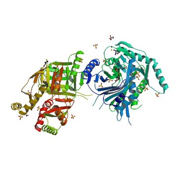 Crystal structure of putative 2,3-dihydroxybenzoate-specific isochorismate synthase, DhbC from Bacillus anthracis. (3OS6)