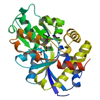 Structure of CAE31940 from Bordetella bronchiseptica RB50 (3QSL)