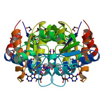 Crystal structure of dethiobiotin synthetase (BioD) from Helicobacter pylori complexed with ANP (3QXS)