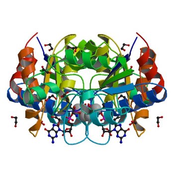 Crystal structure of dethiobiotin synthetase (BioD) from Helicobacter pylori complexed with GDP and 8-aminocaprylic acid (3QXX)