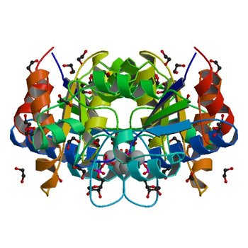 Crystal structure of dethiobiotin synthetase (BioD) from Helicobacter pylori complexed with GDP (3QY0)