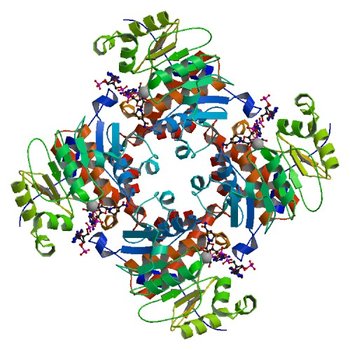 Crystal Structure of ADP/ATP-dependent NAD(P)H-hydrate dehydratase from Bacillus subtilis co-crystallized with ATP/Mg2+ and soaked with NADPH (3RPZ)