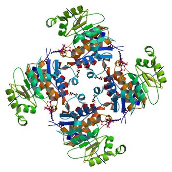 Crystal Structure of ADP/ATP-dependent NAD(P)H-hydrate dehydratase from Bacillus subtilis co-crystallized with ATP/Mg2+ and soaked with CoA (3RQ5)