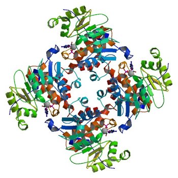 Crystal Structure of ADP/ATP-dependent NAD(P)H-hydrate dehydratase from Bacillus subtilis in complex with P1,P3-Di(adenosine-5') triphosphate (3RQQ)