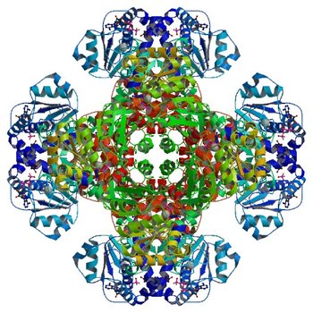 Crystal structure of tm0922, a fusion of a domain of unknown function and ADP/ATP-dependent NAD(P)H-hydrate dehydratase from Thermotoga maritima in complex with ATP (3RRF)