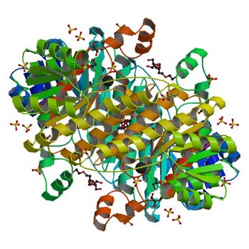 Crystal structure of 3-ketoacyl-(acyl-carrier-protein) reductase (FabG) from Vibrio cholerae (3RRO)