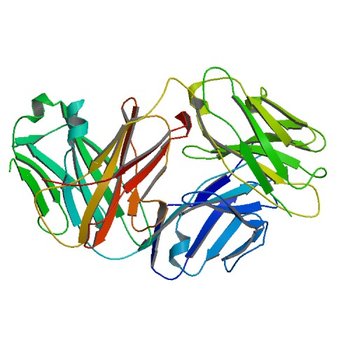 Structure of 4C1 Fab in P212121 space group (3RVT)