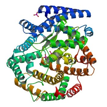 Crystal structure of a putative oligoendopeptidase F from Bacillus anthracis str. Ames (3SKS)