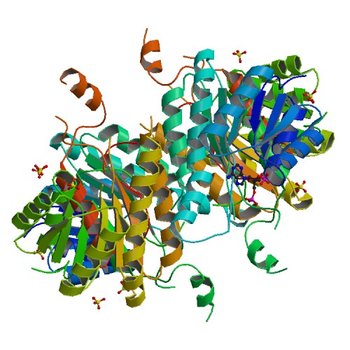 Crystal structure of 3-ketoacyl-(acyl-carrier-protein) reductase (FabG)(Y155F) from Vibrio cholerae (3TZC)