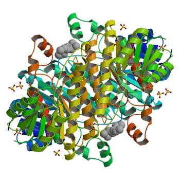 Crystal structure of 3-ketoacyl-(acyl-carrier-protein) reductase (FabG)(G92D) from Vibrio cholerae (3U09)