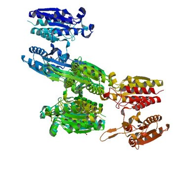 Crystal structure of putative 3-isopropylmalate dehydrogenase from Campylobacter jejuni (3UDU)