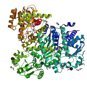 Crystal structure of anabolic ornithine carbamoyltransferase from Vibrio vulnificus in complex with carbamoyl phosphate and L-norvaline (4H31)