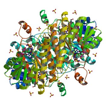 Crystal structure of beta-ketoacyl-acyl carrier protein reductase (FabG) from Vibrio cholerae in complex with NADPH (4I08)