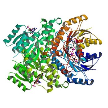 Crystal structure of a putative 3-oxoacyl-[acyl-carrier protein]reductase from Escherichia coli strain CFT073 complexed with NADP+ at 2.5 A resolution (4IIV)