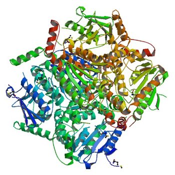 Crystal Structure of putative short chain enoyl-CoA hydratase from Novosphingobium aromaticivorans DSM 12444 (4JWV)