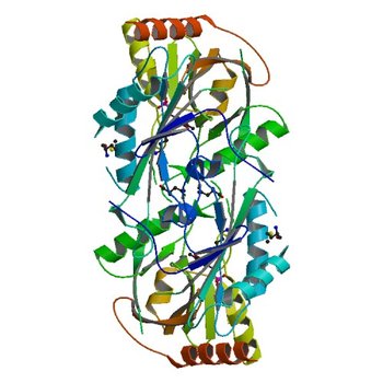 Structure of aminotransferase ilvE2 from Sinorhizobium meliloti complexed with PLP (4JXU)