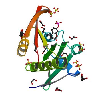 Crystal structure of a GNAT superfamily acetyltransferase PA4794 in complex with 4-methylumbelliferyl phosphate (4KLV)