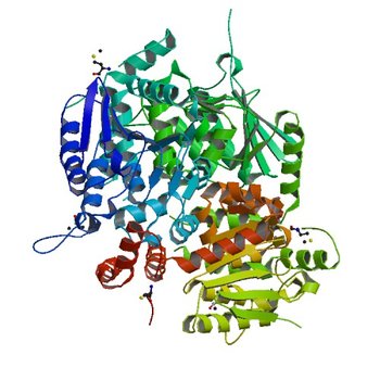 Crystal Structure of an Enoyl-CoA Hydratase/Isomerase Family Member, NYSGRC target 028282 (4MOU)