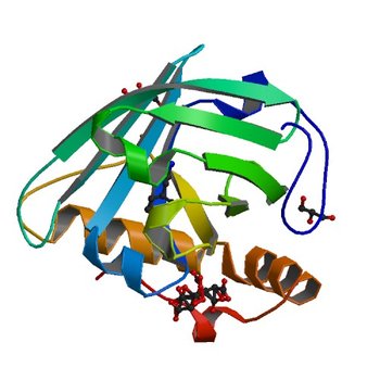 Structural re-examination of native Bla g 4 (4N7C)