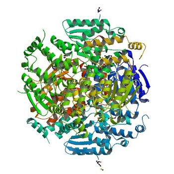 Putative enoyl-CoA hydratase/carnithine racemase from Magnetospirillum magneticum AMB-1 (4NEK)