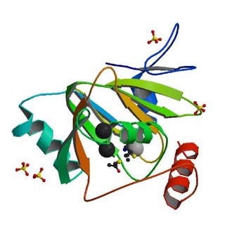 Human acireductone dioxygenase with iron ion and L-methionine in active center (4QGN)