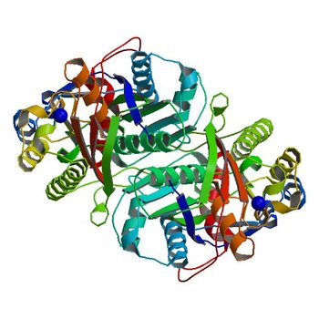 Crystal structure of beta-ketoacyl-(acyl carrier protein) synthase III-2 (FabH2) from Vibrio cholerae (4WZU)