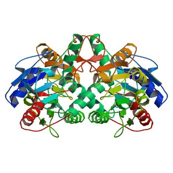 Crystal structure of D-isomer specific 2-hydroxyacid dehydrogenase from Xanthobacter autotrophicus Py2 (4XA8)