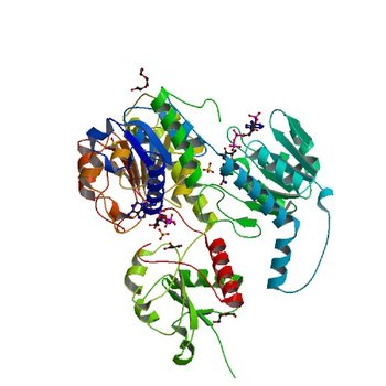 Crystal structure of NADP-dependent dehydrogenase from Rhodobactersphaeroides in complex with NADP and sulfate (4ZQB)