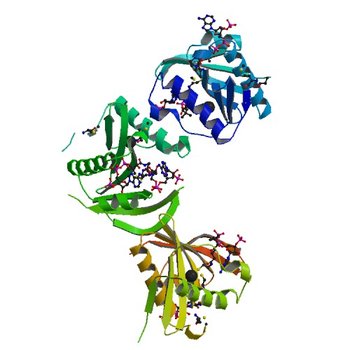 Structure of a GNAT acetyltransferase SACOL1063 from Staphylococcus aureus in complex with CoA (5JPH)