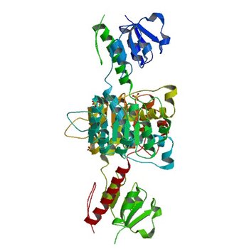 Crystal structure of NADPH-dependent glyoxylate/hydroxypyruvate reductase SMc04462 (SmGhrB) from Sinorhizobium meliloti in apo form (5UOG)