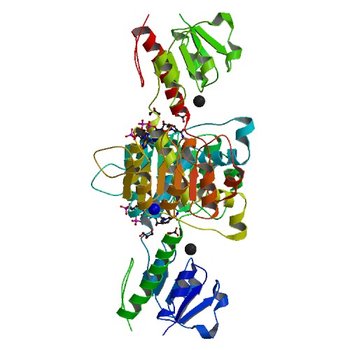 Crystal structure of NADPH-dependent glyoxylate/hydroxypyruvate reductase SMc04462 (SmGhrB) from Sinorhizobium meliloti in complex with NADPH and oxalate (5V7G)