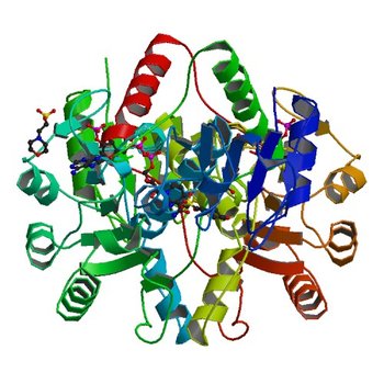 Crystal structure of D-isomer specific 2-hydroxyacid dehydrogenase from Xanthobacter autotrophicus Py2 in complex with NADPH and MES. (5VG6)