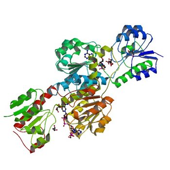 Crystal Structure of Pyrococcus yayanosii Glyoxylate Hydroxypyruvate Reductase in complex with NADP and malonate (re-refinement of 5AOW) (6BII)