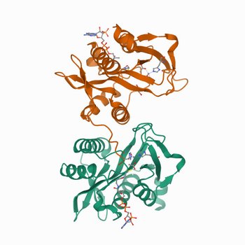 Structure of a GNAT superfamily PA3944 acetyltransferase in complex with zinc (7KYJ)