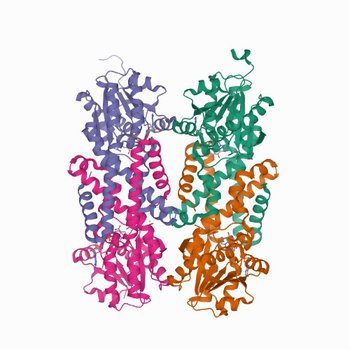 Crystal structure of truncated (ACT domain removed) prephenate dehydrogenase tyrA from Bacillus anthracis in complex with NAD (7MQV)